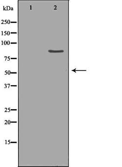 Invitrogen CLC-5 Polyclonal Antibody 100 &mu;L; Unconjugated:Antibodies,
