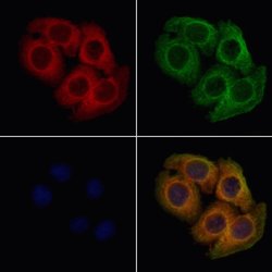 Invitrogen ATP1B1 Polyclonal Antibody 100 &mu;L; Unconjugated:Antibodies,