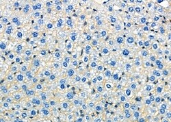 Invitrogen ATP1B1 Polyclonal Antibody 100 &mu;L; Unconjugated:Antibodies,