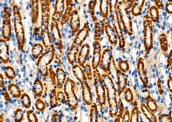 Invitrogen ATP1B1 Polyclonal Antibody 100 &mu;L; Unconjugated:Antibodies,