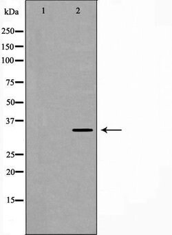 Invitrogen ATP1B1 Polyclonal Antibody 100 &mu;L; Unconjugated:Antibodies,