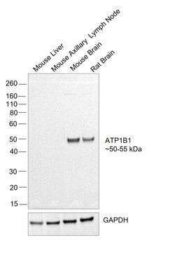 Invitrogen ATP1B1 Polyclonal Antibody 100 &mu;L; Unconjugated:Antibodies,