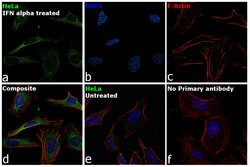 Invitrogen IRF7 Polyclonal Antibody 100 &mu;L; Unconjugated:Antibodies,