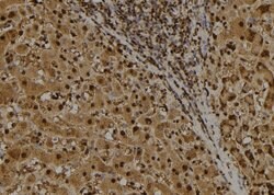 Invitrogen IRF7 Polyclonal Antibody 100 &mu;L; Unconjugated:Antibodies,