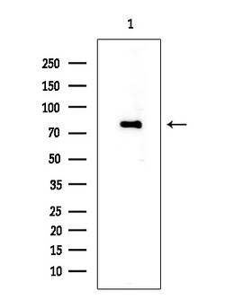 Invitrogen Phospho-nrf2 (Ser40) Polyclonal Antibody 100 &mu;L | Buy Online | Invitrogen&trade; | Fisher Scientific
