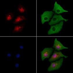 RAD21 Polyclonal Antibody, Invitrogen&trade;