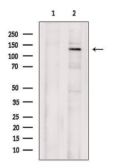 RAD21 Polyclonal Antibody, Invitrogen&trade;