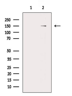 Invitrogen Claspin Polyclonal Antibody 100 &mu;L; Unconjugated:Antibodies,