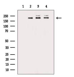Invitrogen RICTOR Polyclonal Antibody 100 &mu;L | Buy Online | Invitrogen&trade; | Fisher Scientific