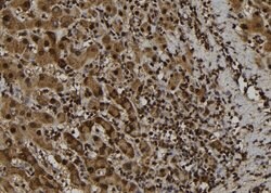 Invitrogen PYDC1 Polyclonal Antibody 100 &mu;L; Unconjugated:Antibodies,