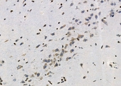 Invitrogen PYDC1 Polyclonal Antibody 100 &mu;L; Unconjugated:Antibodies,