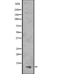 Invitrogen PYDC1 Polyclonal Antibody 100 &mu;L; Unconjugated:Antibodies,