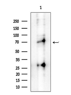 Invitrogen Phospho-IRAK4 (Thr345, Ser346) Polyclonal Antibody 100 &mu;L;