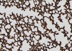 Invitrogen Phospho-IRAK4 (Thr345, Ser346) Polyclonal Antibody 100 &mu;L;