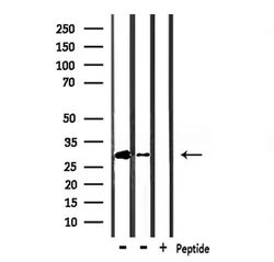Invitrogen HES1 Polyclonal Antibody 100 &mu;L; Unconjugated:Antibodies,