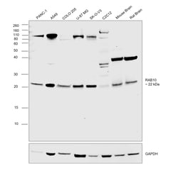 Invitrogen RAB10 Polyclonal Antibody 100 &mu;L; Unconjugated:Antibodies,