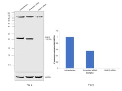 Invitrogen RAB10 Polyclonal Antibody 100 &mu;L; Unconjugated:Antibodies,