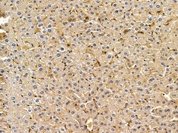 Invitrogen Cytohesin 3 Polyclonal Antibody 100 &mu;L; Unconjugated:Antibodies,