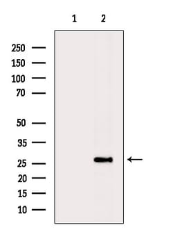 Invitrogen PPP1R1A Polyclonal Antibody 100 &mu;L; Unconjugated:Antibodies,