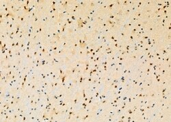 Invitrogen Caspase 5 Polyclonal Antibody 100 &mu;L; Unconjugated:Antibodies,