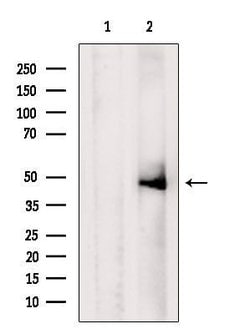 Invitrogen Caspase 5 Polyclonal Antibody 100 &mu;L; Unconjugated:Antibodies,