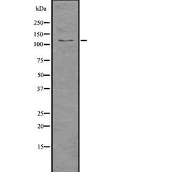 Invitrogen Importin 9 Polyclonal Antibody 100 &mu;L; Unconjugated:Antibodies,