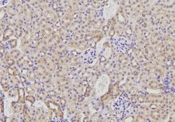 Invitrogen AMFR Polyclonal Antibody 100 &mu;L; Unconjugated:Antibodies,