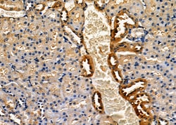 Invitrogen AMFR Polyclonal Antibody 100 &mu;L; Unconjugated:Antibodies,