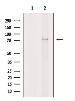Invitrogen AMFR Polyclonal Antibody 100 &mu;L; Unconjugated:Antibodies,