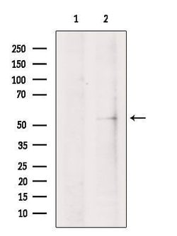 Invitrogen IRG1 Polyclonal Antibody 100 &mu;L; Unconjugated:Antibodies,
