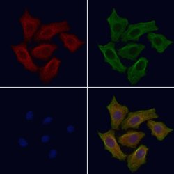 Invitrogen SLC39A8 Polyclonal Antibody 100 &mu;L; Unconjugated:Antibodies,