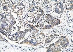 Invitrogen SLC39A8 Polyclonal Antibody 100 &mu;L; Unconjugated:Antibodies,
