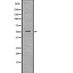 Invitrogen SLC39A8 Polyclonal Antibody 100 &mu;L; Unconjugated:Antibodies,