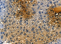 Invitrogen BMP9 Polyclonal Antibody 100 &mu;L; Unconjugated:Antibodies,