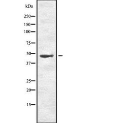 Invitrogen Phospho-MKK7 (Thr275) Polyclonal Antibody 100 &mu;L; Unconjugated:Antibodies,