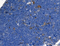 Invitrogen Phospho-PKM2 (Ser37) Polyclonal Antibody 100 &mu;L; Unconjugated:Antibodies,