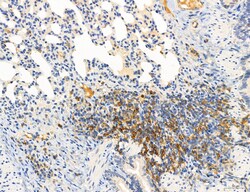 Invitrogen Phospho-PKM2 (Ser37) Polyclonal Antibody 100 &mu;L; Unconjugated:Antibodies,