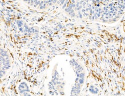 Invitrogen Phospho-PKM2 (Ser37) Polyclonal Antibody 100 &mu;L; Unconjugated:Antibodies,