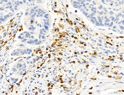 Invitrogen Phospho-PKM2 (Ser37) Polyclonal Antibody 100 &mu;L; Unconjugated:Antibodies,