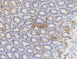 Invitrogen Phospho-PKM2 (Ser37) Polyclonal Antibody 100 &mu;L; Unconjugated:Antibodies,