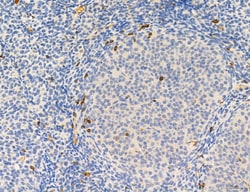 Invitrogen Phospho-PKM2 (Ser37) Polyclonal Antibody 100 &mu;L; Unconjugated:Antibodies,