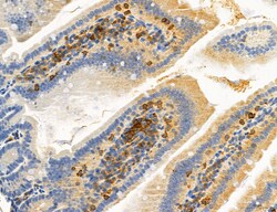 Invitrogen Phospho-PKM2 (Ser37) Polyclonal Antibody 100 &mu;L; Unconjugated:Antibodies,