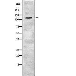 Invitrogen KSR1 Polyclonal Antibody 100 &mu;L; Unconjugated:Antibodies,
