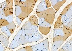 Invitrogen NDUFAF1 Polyclonal Antibody 100 &mu;L; Unconjugated:Antibodies,