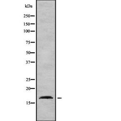 Invitrogen AP2S1 Polyclonal Antibody 100 &mu;L; Unconjugated:Antibodies,