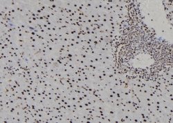 Invitrogen H3F3A Polyclonal Antibody 100 &mu;L; Unconjugated:Antibodies,