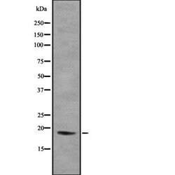 Invitrogen H3F3A Polyclonal Antibody 100 &mu;L; Unconjugated:Antibodies,
