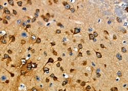 Invitrogen Lysozyme Polyclonal Antibody 100 &mu;L; Unconjugated:Antibodies,