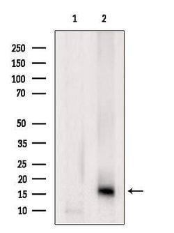 Invitrogen Lysozyme Polyclonal Antibody 100 &mu;L; Unconjugated:Antibodies,