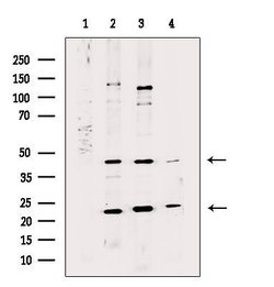 Invitrogen HLF Polyclonal Antibody 100 &mu;L; Unconjugated:Antibodies,